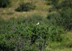 Daurische klauwier (Issabelines shrike) Lanius Isabellinus - Khogno Khan 11-08-2016 (1)